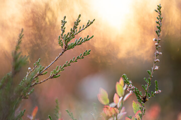 Common heather in sunset light (Calluna vulgaris). 