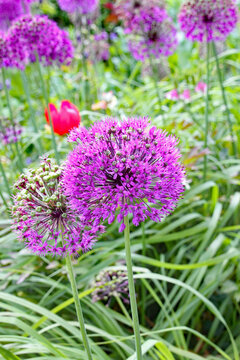 Close up of a purple allium in an English country garden