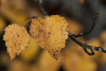 Autumn. Yellow birch tree leaves.