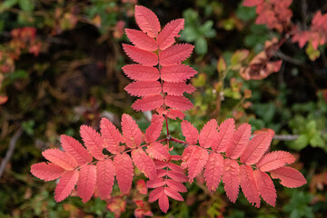 Red rowan leaves (sorbus aucuparia)