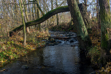 The brook at the autumn forest with the broken tree. A water cascade autumn creek with fallen leaves on a rocky shore.