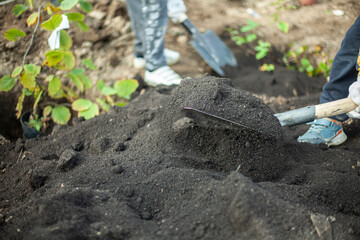 Shovel with earth. Planting plants. Gardener's job.