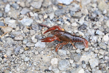 アメリカザリガニ