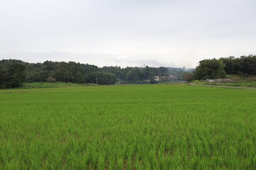 田舎の風景