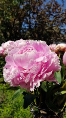 Coles up of pink peony flower
