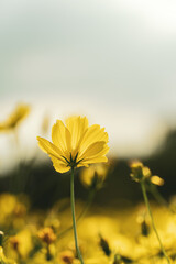 Cosmos in late evening during early autumn