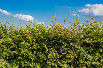 hedge and blue sky