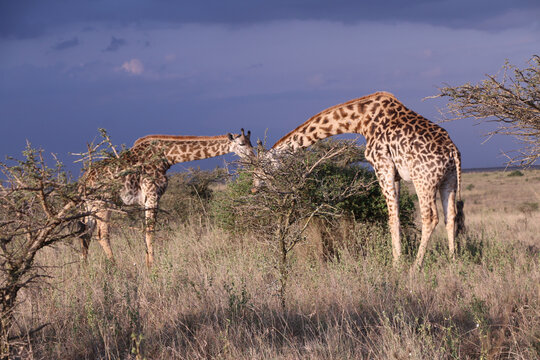 Giraffe In Nairobi National Park