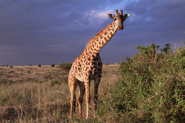 Naklejka na ściany i meble Giraffe in Nairobi National Park