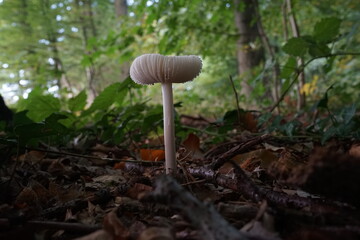 Mushrooms in the forest in Europe