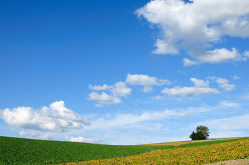大豆畑と白い雲