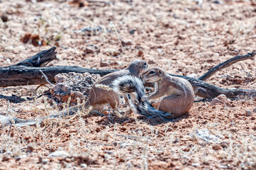 Two cape ground squirrels in the arid Kgalagadi