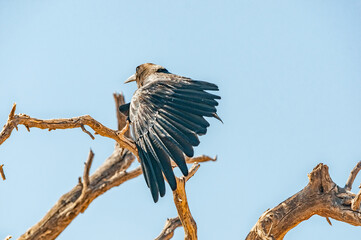 Cape crow on dead tree branch in the Kgalagadi