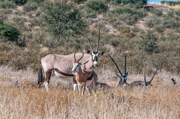 Oryx and a springbok between grass in the Kgalagadi