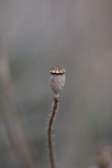vertrocknete Mohnblume