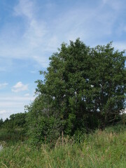 Obraz premium Summer village landscape. The river and trees