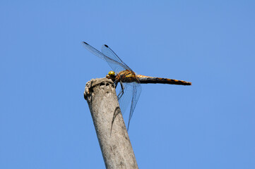 赤トンボ © Paylessimages