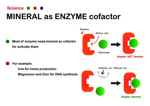 Science diagram explain mineral as cofactor or coenzyme for enzyme function in cell
