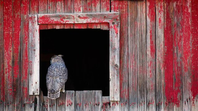 Beautiful Great Horned Owl sitting in a window of an abandoned barn