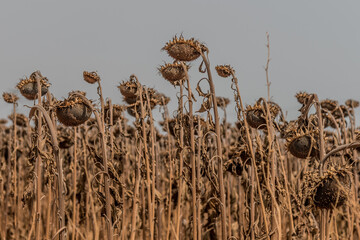 Withered sunflower field in summer