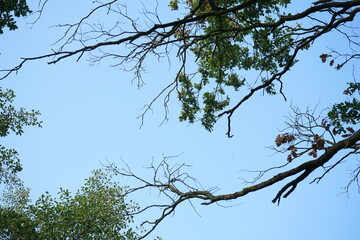 tree branches against blue sky