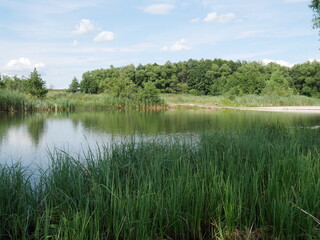 Summer village landscape. The river and trees