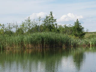 Summer village landscape. The river and trees