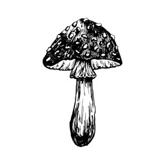 Autumn forest botanic elements. Hand drawn fly agaric mushroom. Vector illustration isolated on white background. Natural collection.