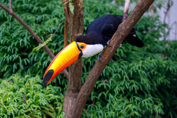 Close up of a beautiful toco toucan (Ramphastos toco), side view