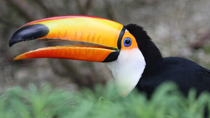 Close up of a beautiful toco toucan (Ramphastos toco), side view
