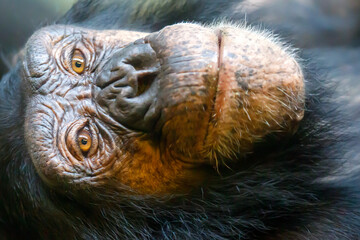 Close up portrait of a Chimpanzee (Pan troglodytes)