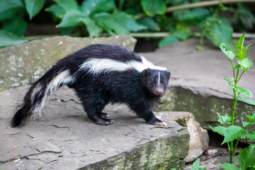 close-up photo of striped skunk (Mephitis mephitis) in nature - obrazy, fototapety, plakaty