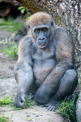 Close up portrait of a young female Western Lowland Gorilla (Gorilla Gorilla Gorilla)