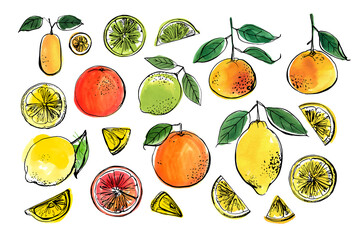 Citrus. Black line drawn on a white background. Color vector drawing of fruits. Tangerine, lemon, orange, lime, kumquat