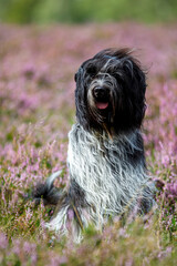 Cute Schapendoes, Dutch Sheepdog portrait