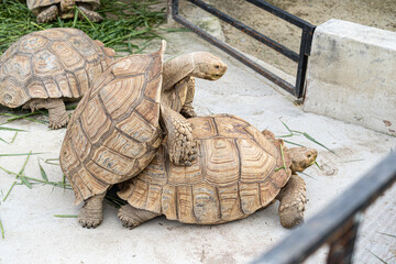 a couple of Sulcata Tortoise is breeding.