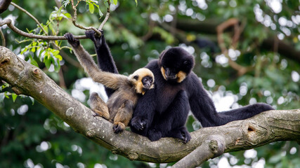 close image of a Gibbon (Nomascus gabriellae) monkey in the forest