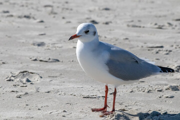 Nahaufnahme einer Möwe
