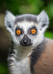 Close up of Ring Tailed Lemur (lemur catta)