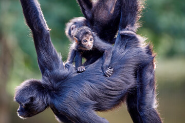 close-up of Colombian spider monkeys (Ateles fusciceps), wild animals