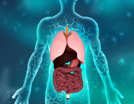 3d illustration digestive system