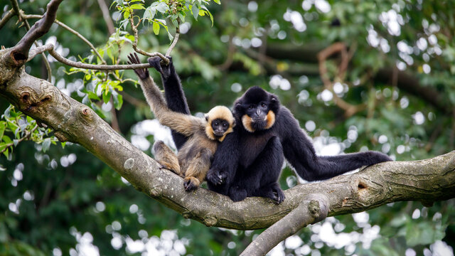 close image of a Gibbon (Nomascus gabriellae) monkey in the forest