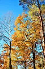 Fototapeta premium Blue Autumn Landscape. Golden Bright Forest. Orange Autumn Woodland. Gold Botanical Texture. Organic Decor. Green Amazing Fog. Autumn Travel. Abstract Photography.