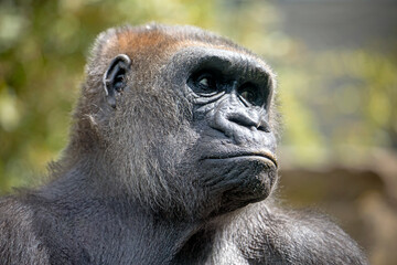 Close up portrait of Western Lowland Gorilla female (Gorilla Gorilla Gorilla)