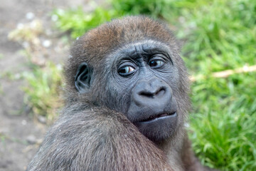 Obraz premium Close up portrait of a young female Western Lowland Gorilla (Gorilla Gorilla Gorilla)