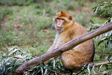 Barbary macaque (Macaca sylvanus) sitting on tree near lake water