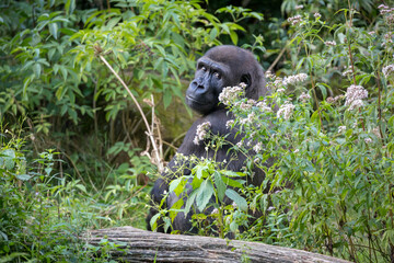 Close up portrait of young male Western Lowland Gorilla (Gorilla Gorilla Gorilla)