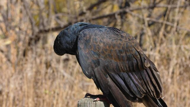 Turkey Vulture sitting on a branch