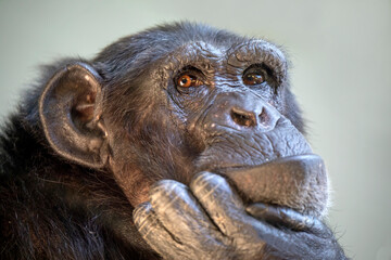 Close up portrait of a Chimpanzee (pan troglodytes)