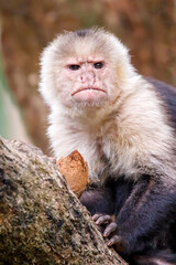 Colombian white-faced capuchin (Cebus capucinus), close up shot